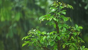 Tree branch with green foliage and heavy rain