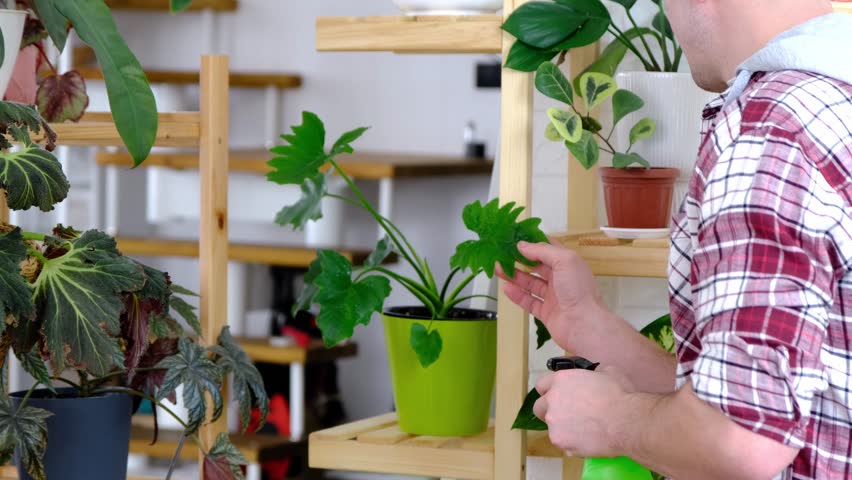 Man sprays from a spray gun home plants from her collection, grown with love on shelves in the interior of the house. Home plant growing, green house, water balance, humidification