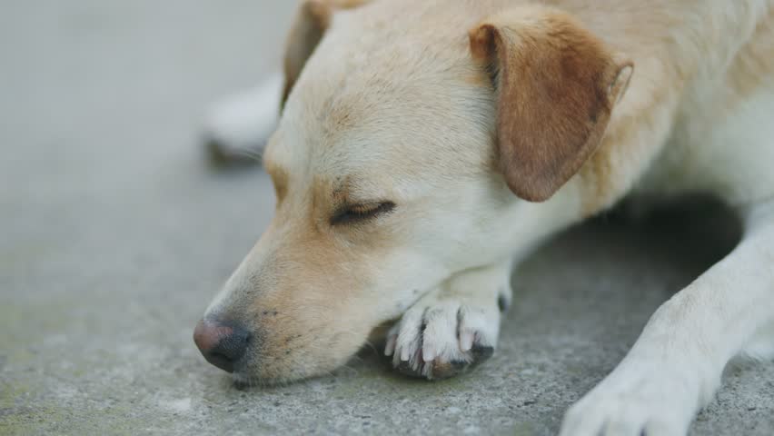 mongrel dog lies on the ground, periodically closing his eyes