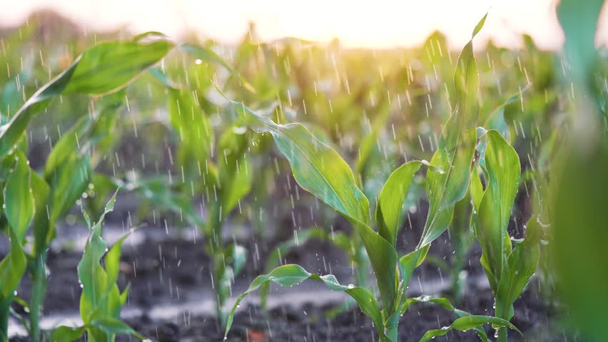 Agriculture. Corn field in water. Watering green plantation. Irrigation system for corn field. Rain irrigates green field of corn. Puddles on corn farm. Water on green plant.Farm irrigation management Royalty-Free Stock Footage #1107603169