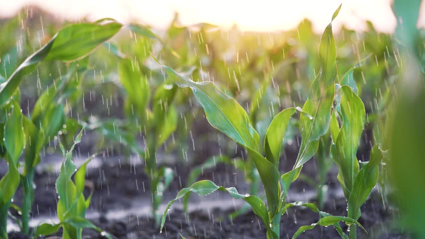 Agriculture. Corn field in water. Watering green plantation. Irrigation system for corn field. Rain irrigates green field of corn. Puddles on corn farm. Water on green plant.Farm irrigation management