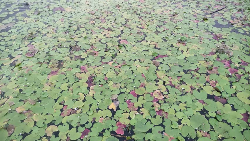 Lots of Nymphoides Plants in Beratan Lake, Tabanan, Bali.