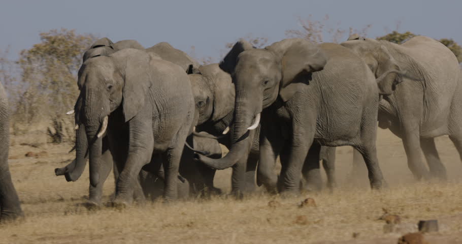 Close-up. Breeding herd of elephants running out the bush towards a waterhole to drink  Royalty-Free Stock Footage #1107607319