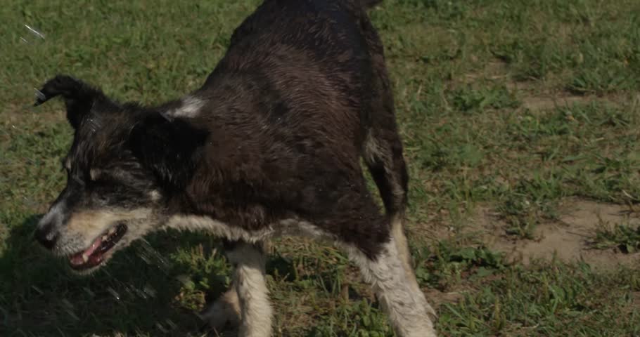 Pet dog drinking out of the garden hose in slow motion