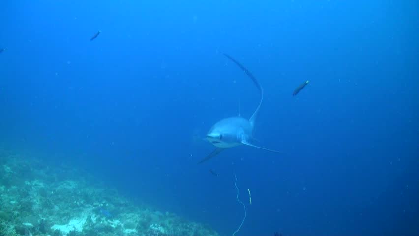 Two Pelagic Thresher sharks (Alopias pelagicus) Swim Close  - Philippines Royalty-Free Stock Footage #1107615357