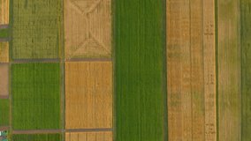 Aerial top down drone flies over green wheat corn. Drone Shot Above Fields of Wheat. Ukraine Field. Aerial vertical, vertical video background.
