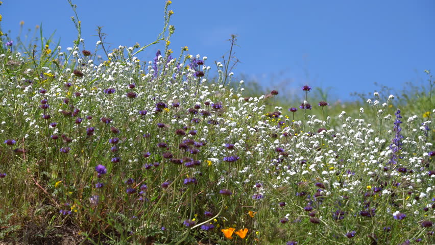 California Super Bloom Lacy Scorpionweed and Popcorn Flowers in Diamond Valley Lake USA