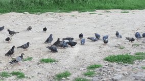 Pigeons peck at the grain that they poured out in a large flock