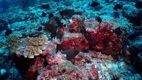 Beautiful coral reef and fishes in tropical sea, underwater activities blue sea