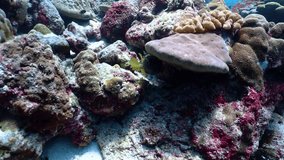 Beautiful coral reef and fishes in tropical sea, underwater activities