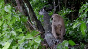 Single mom wild monkey look after and protect her baby. Khao-yai internatoinal park.