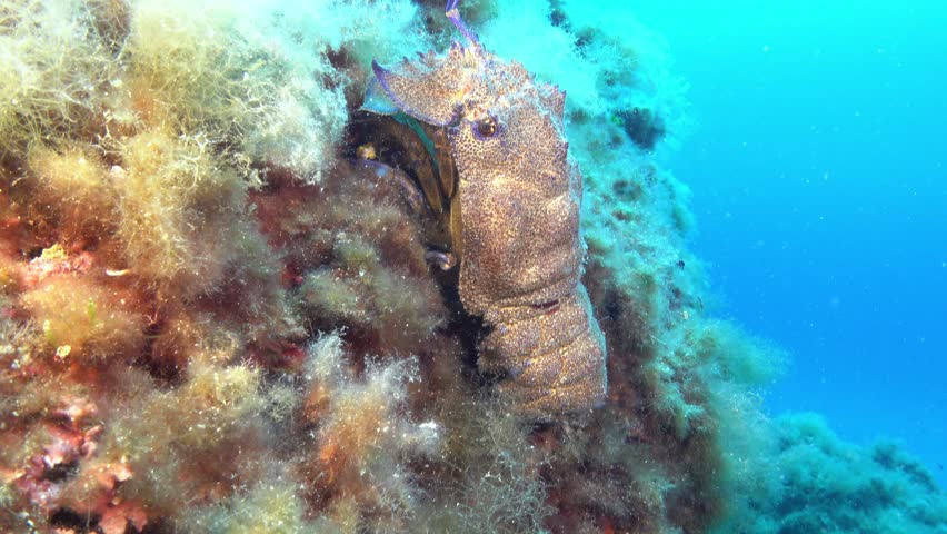 Slipper lobster quiet in a Mediterranean Sea reef