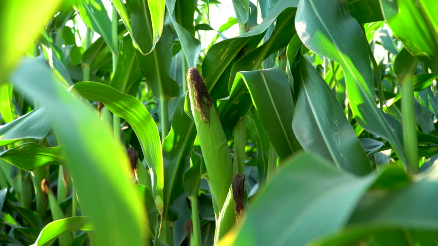 Corn cob on a field in summer. A green field of corn. Corn field in sunset. 4k video Royalty-Free Stock Footage #1107638073