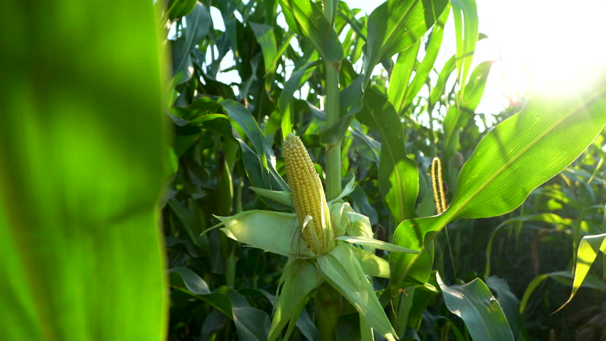 Corn cob in organic corn field. Fresh corn on stalk in field. Ripening of corn. Cornfield close-up at the sunset. High quality Royalty-Free Stock Footage #1107638079