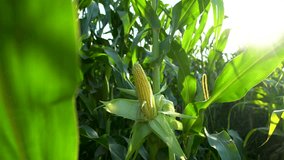 Corn cob in organic corn field. Fresh corn on stalk in field. Ripening of corn. Cornfield close-up at the sunset. High quality