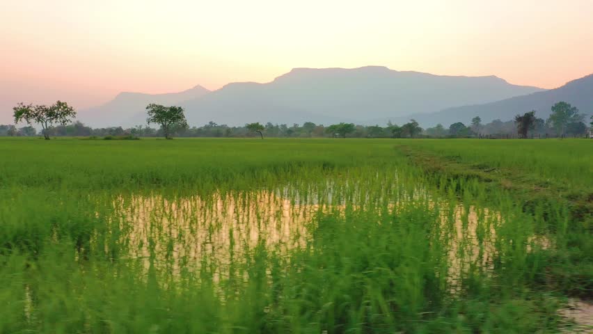 Lateral aerial view of rice paddies in Champassak, Laos. Cinematic drone shot of rice fields and mountains at sunset in popular tourist destination. Royalty-Free Stock Footage #1107640037
