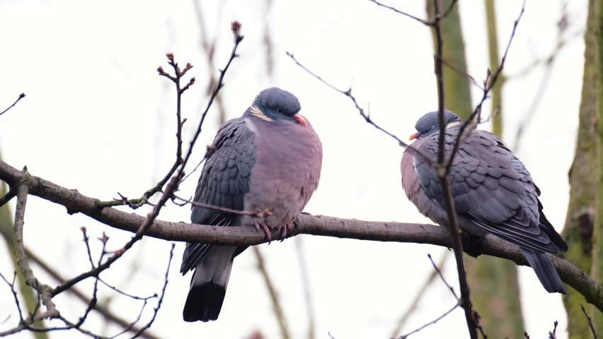 two wild wood pigeons, Columba palumbus sitting in forest on branch of marsh oak Quercus palustris, concept ornithology, birds of Germany, fauna natural zones temperate of europe, nature protection