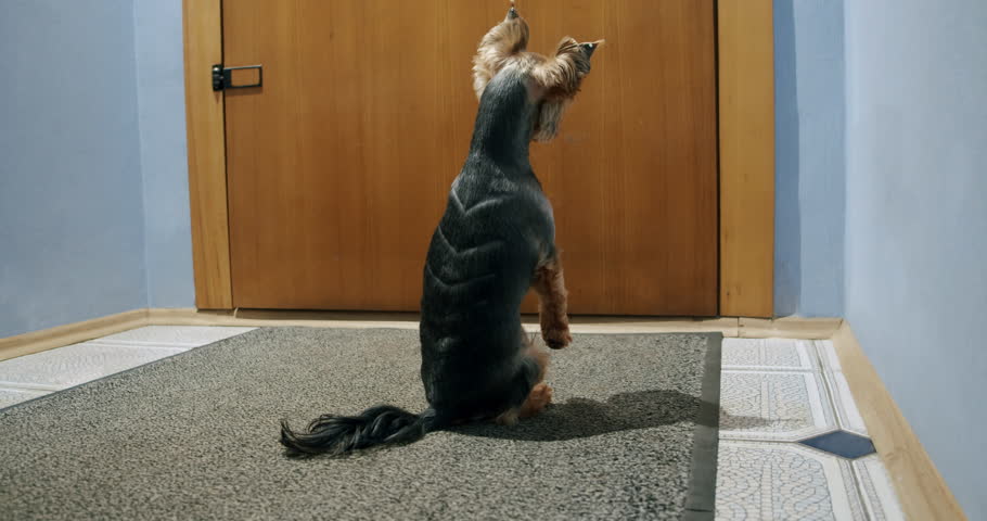 Free Funny Stock Video Footage Download No Copyright Clips