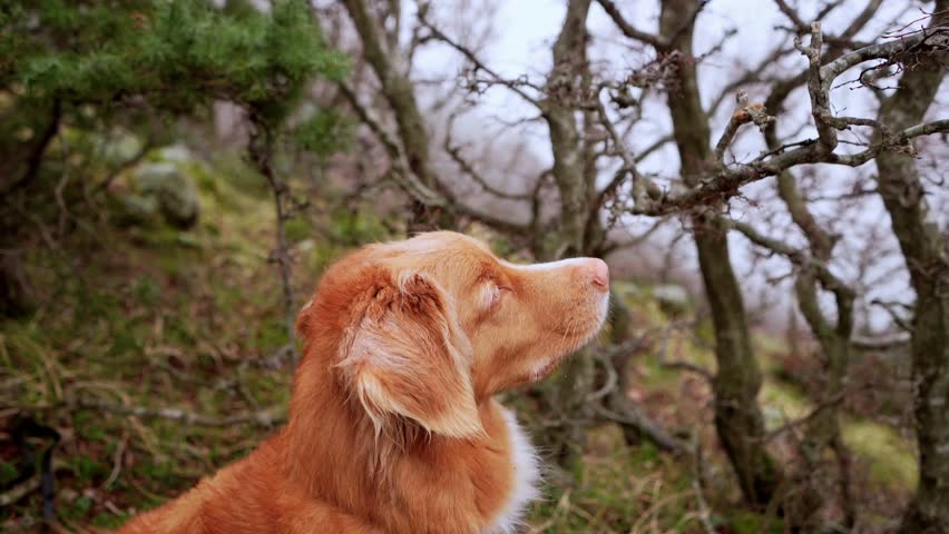 dog in the green forest. Nova Scotia duck toling retriever retriever in nature. Pet on a walk Royalty-Free Stock Footage #1107647437