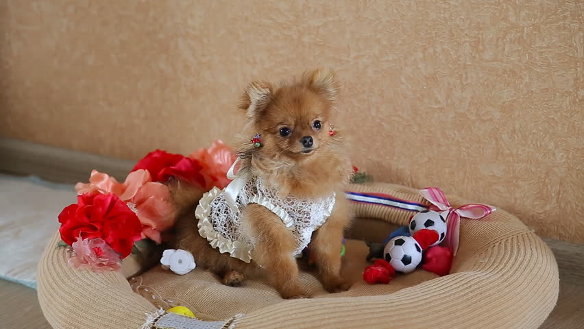 pomeranian dog dress