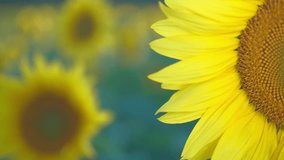 Detail of a blooming sunflower against a blurred background of a field with sunflowers, 4k footage with copy space, real-time video of the sunset over the field. Idea for background or advertising