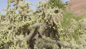 This panning video shows a beautiful landscape of desert cacti and plants.