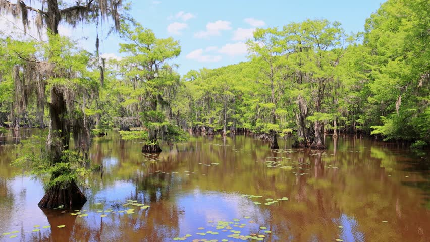 Sunny view of many bald cypress in Caddo Lake State Park at Texas