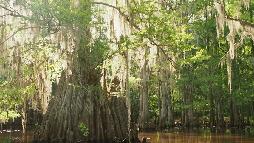 Sunny view of many bald cypress in Caddo Lake State Park at Texas