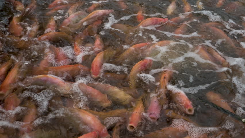 Red tilapia fish waiting for food, eat swarm. Lot of fish on water surface. - Feeding animals concept Royalty-Free Stock Footage #1107655429