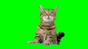 Portrait of Bengal cat looking at camera on green screen isolated with chroma key.