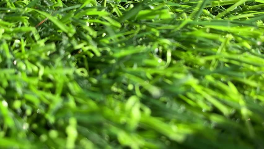big beetle on green artificial turf