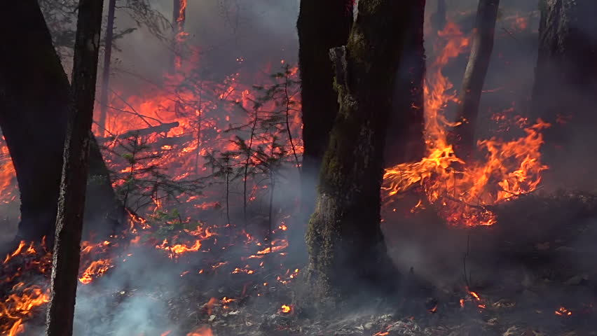 Wildfire burning in a forest with flames and smoke in super slow motion 240 fps Royalty-Free Stock Footage #1107657087