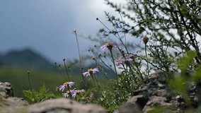 Closeup video of Aster alpinus flowers in natural environment in Altai mountains.