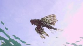 Bottom view of Common Lionfish or Red Lionfish (Pterois volitans) swims under surface of water on blue sky background in sunny day, Close up, Slow motion