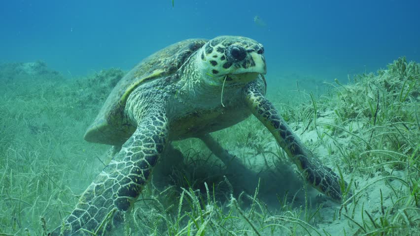 Close up frontal portrait of very old male Hawksbill Sea Turtle or Bissa (Eretmochelys imbricata) sits on seagrass bed and eats Round Leaf Sea Grass or Noodle seagrass (Syringodium isoetifolium)  Royalty-Free Stock Footage #1107659203