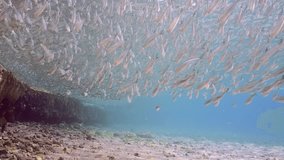 Large school of sprats darting from side to side under surface of water in shallow water in coastal zone on bright sunny day in sunrays, slow motion - Powered by Shutterstock - Get 15% off with code: PIKWIZARD15