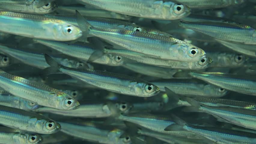 Extreme close-up of densely packed school of small fish swimming underwater sparkling on sunrays, Slow motion Royalty-Free Stock Footage #1107659229