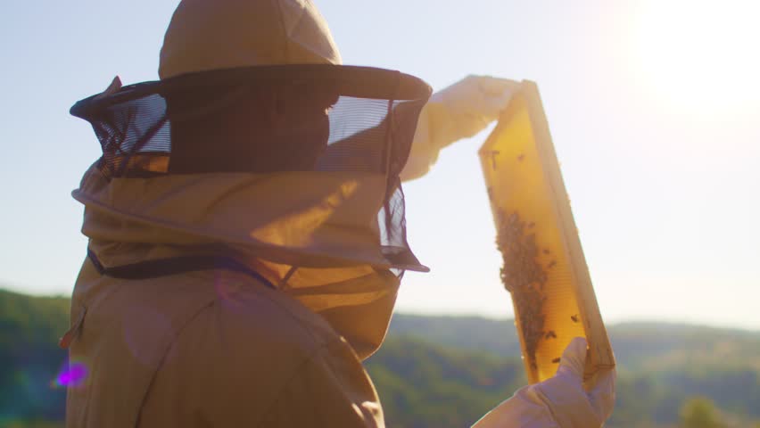 Beekeeper is holding up wooden frame with bees to control situation in bee colony. Farmer in protective suit working on bee field. Worker carring out bee hives. Man working in apiary. Apiculture. Royalty-Free Stock Footage #1107659329