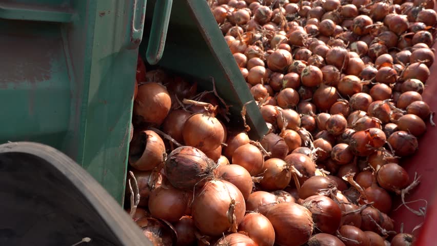 Truck Unloads Harvested Onion - Commercial Onion Production. Transportation and Postharvest Handling Of Onions. Onion Bulbs Falling Out From Truck Trailer.