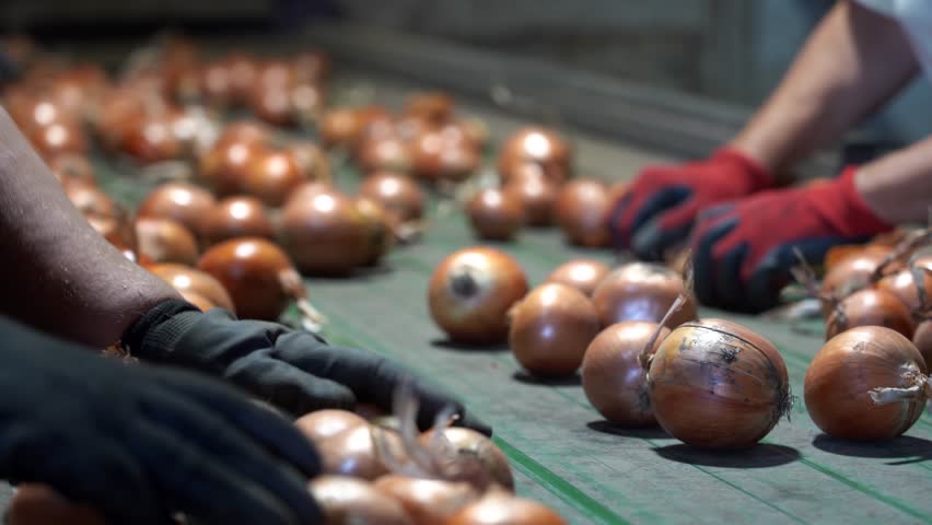 Hands of Seasonal Agricultural Workers Sorting Onions on Conveyor Belt at Vegetable Packing House. Seasonal Agricultural Workers Working at Onion Processing Line. Freshly Harvested Onion.  Royalty-Free Stock Footage #1107660939