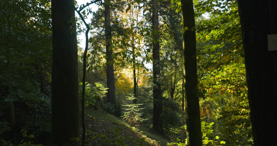 Bright Green Colors. Summer Deciduous Forest. Sunlight Breaks Through Trees In Foliar Forest Summer Sunny Day. Beautiful Landscape.