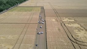 A group of farmers in a field with wheat. aerial video