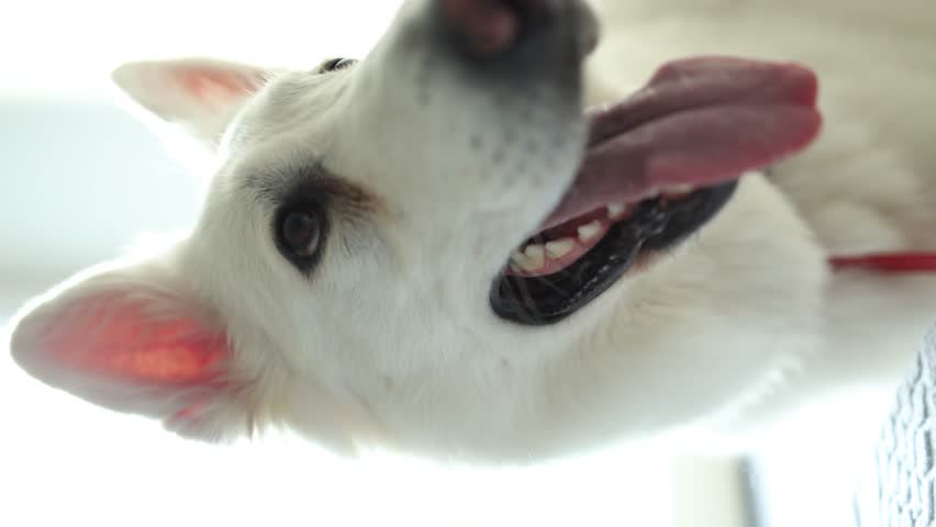 macro of the tongue and nose of a white swiss dog. close-up of a white dog