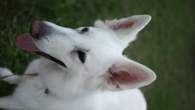 a man's hand teases a white swiss shepherd dog that wants to bite. the dog bites the hand. vertical video