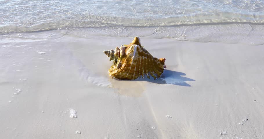 Static video of a Conch shell on the shoreline in Exuma Bahamas. Royalty-Free Stock Footage #1107672555