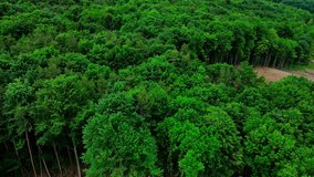 Aerial 4K drone footage of environmental reality: rapid deforestation by human hands. Large part of the forest is being cleared away, leaving a stark reminder of the human impact on our natural world.