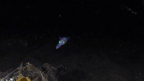A couple of Bigfin Reef Squids - Sepioteuthis lessoniana hunts in the nigth. 4K underwater video. Night diving in Tulamben, Bali, Indonesia.