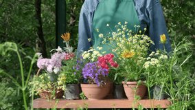 Sprays water on flowers and flowerpots in the garden, florist working with spray, takes care of plants in house. Gardener caring ornamental flowers in garden, spraying flower in summer day closeup slo - Powered by Shutterstock - Get 15% off with code: PIKWIZARD15