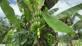 Banana tree with fruits on it. tropical plant. High quality FullHD footage