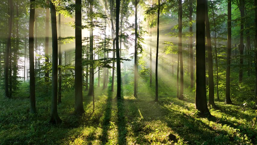 Beautiful sunlight in the forest aerial footage